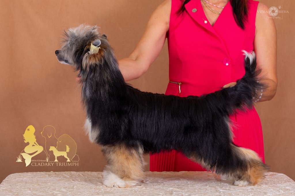 Cladary Triumph Kamal Aman