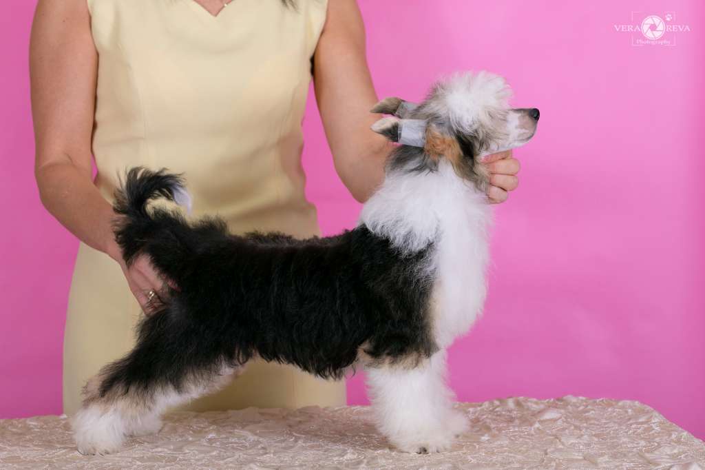 Cladary Triumph Karry Fire Bua