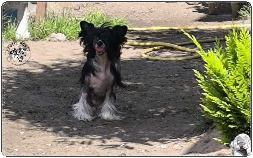 Hestia Exotic World Fci