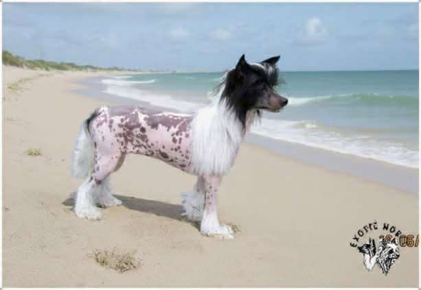 Hekate Exotic World FCI