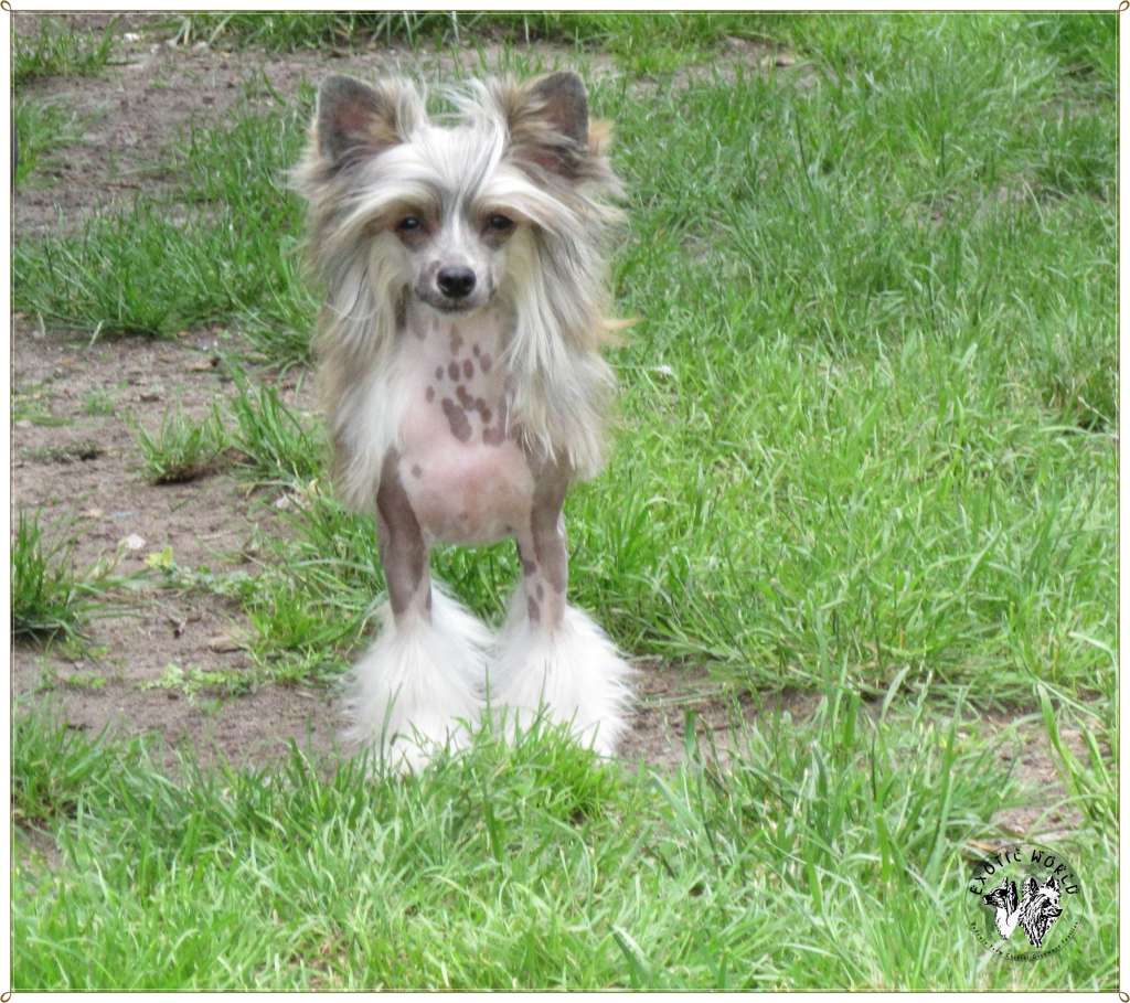 Homer Exotic World Fci