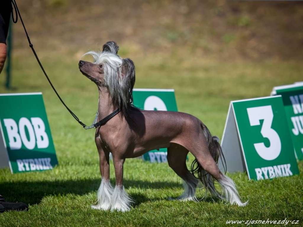 Halyna Z Wioski Jagny (fci)