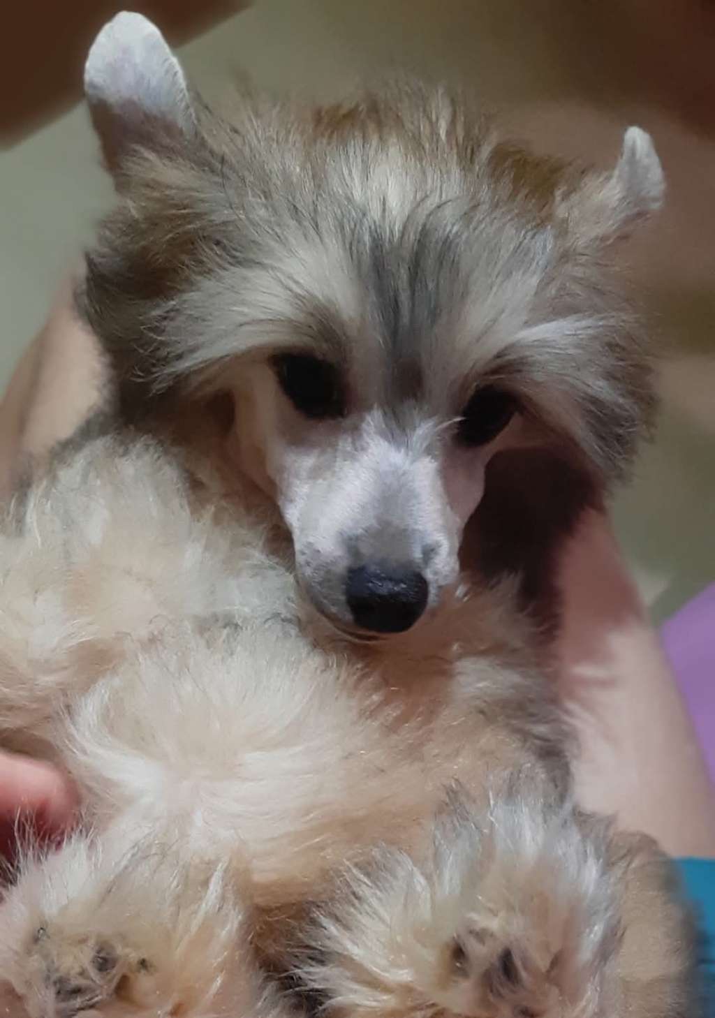 Art Rebellion Sandstorm