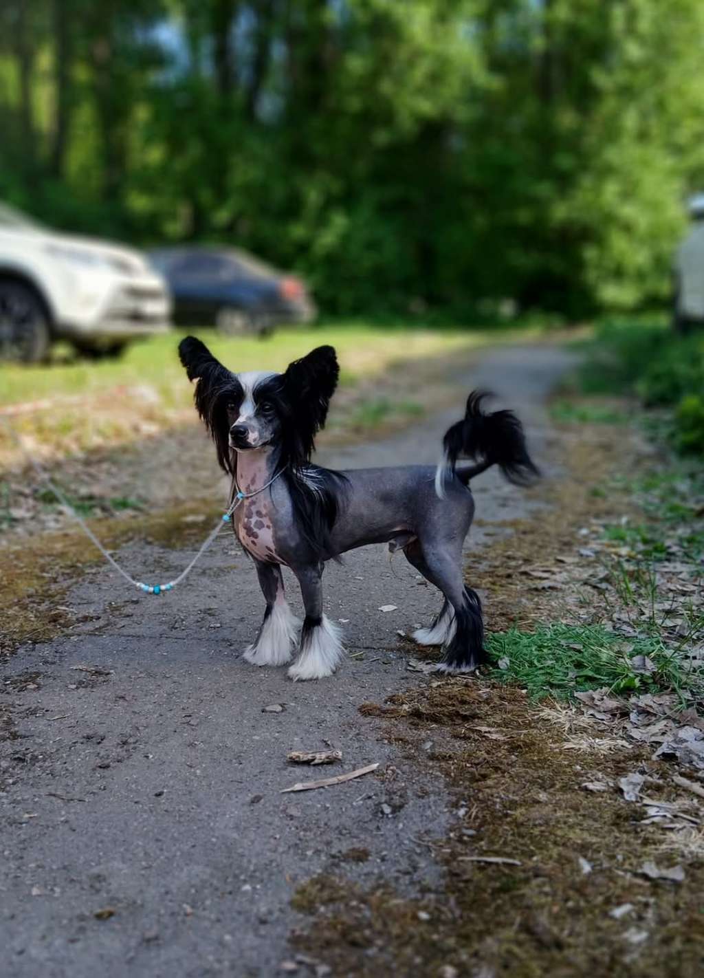 JCh. Art Rebellion Dark Phoenix