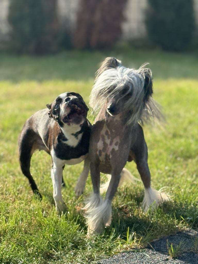 GORAN Exotic World Fci