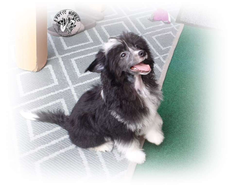 Fruzia Exotic World Fci