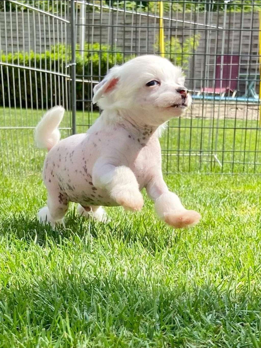 Crazy Cresteds Lil Kamikaze YaNa