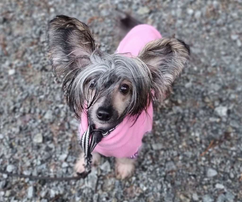 Crested Vixen's Tie the Slipknot