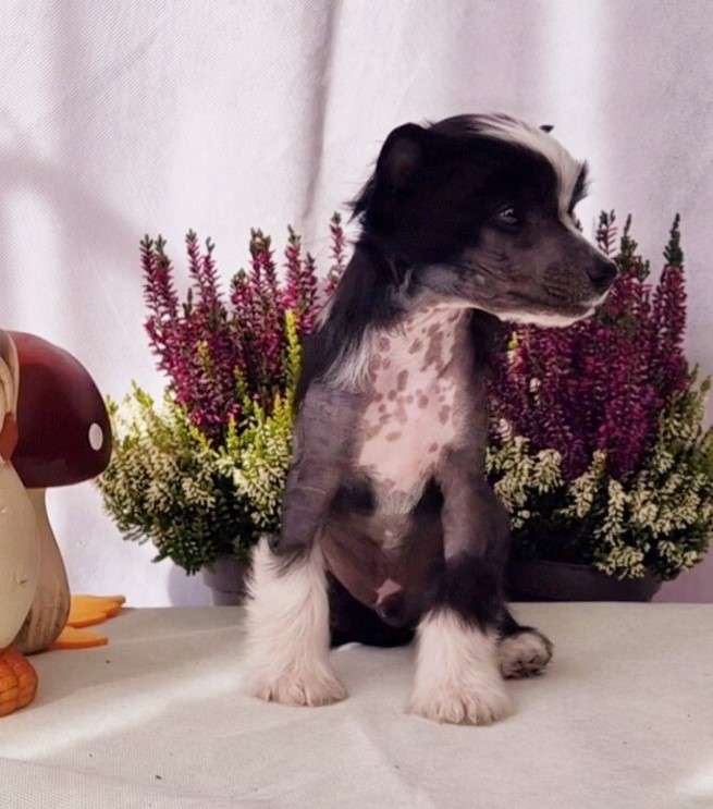 Original 1% von Natelberg