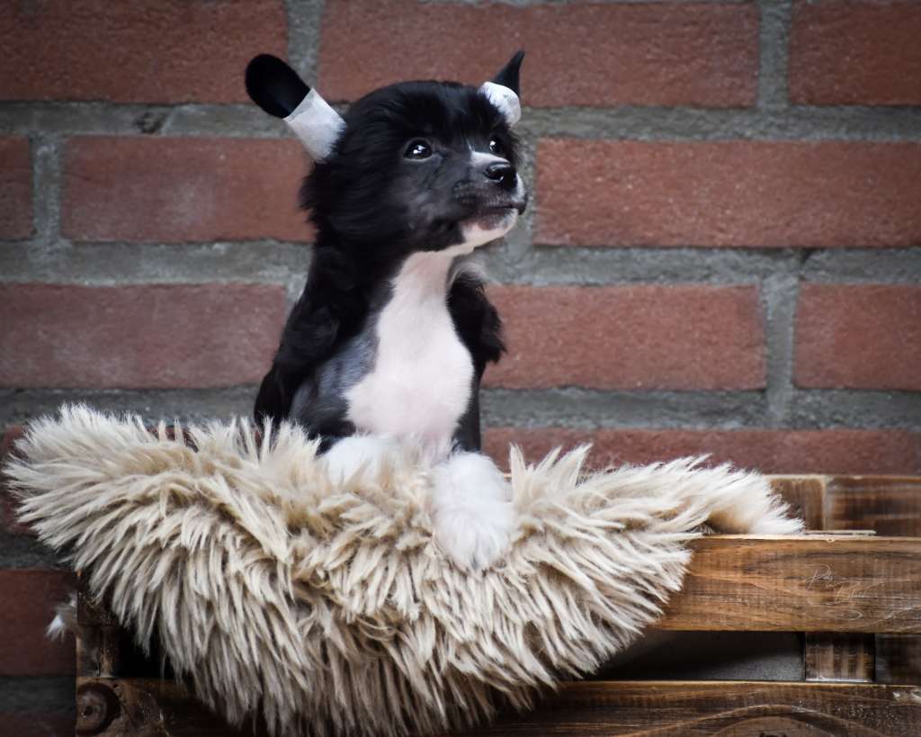 Beauty of Babs Dark Raver Karel