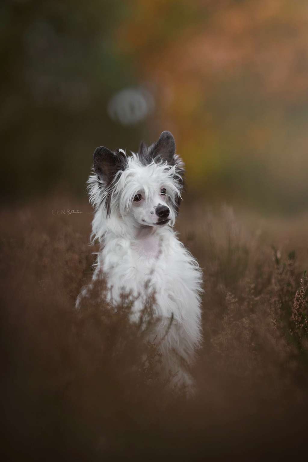 Beauty of Babs Lovely Boy Tinus