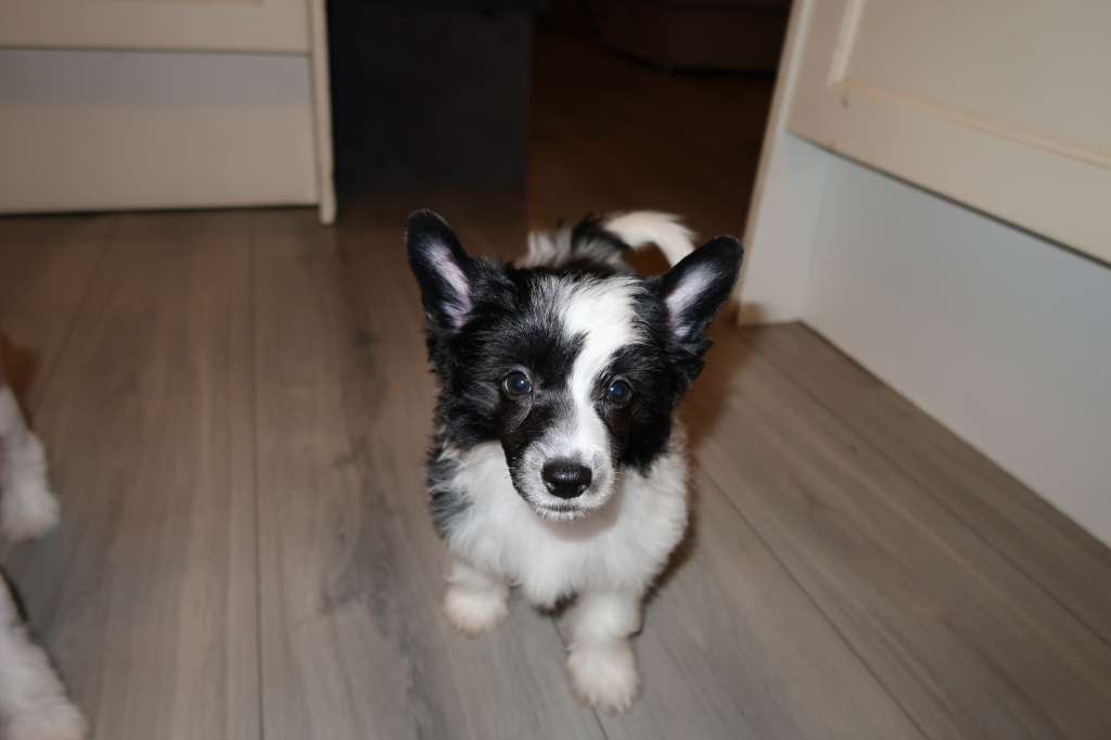 Yes I Do  of ria's pride