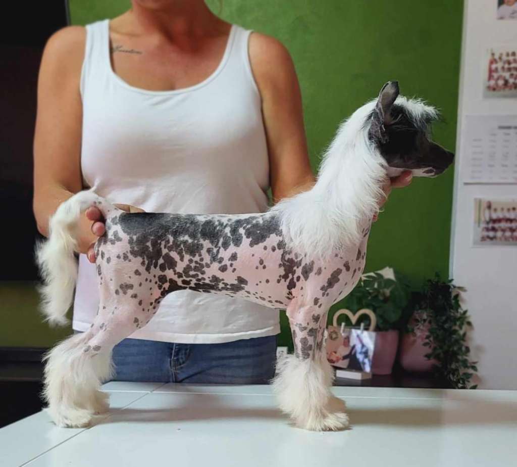 Rihanna von Shinbashi