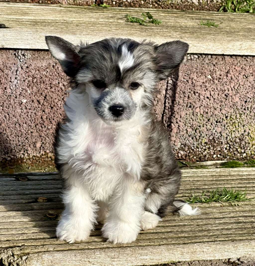 Simply The Best von Shinbashi