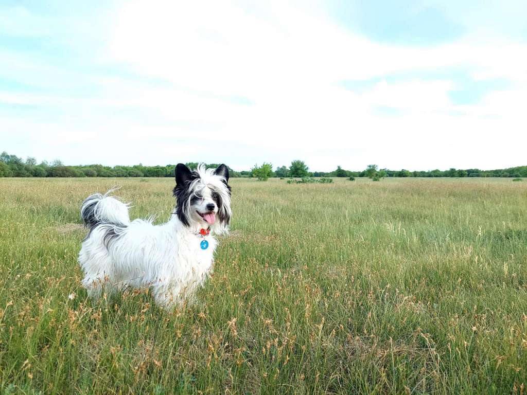 Imitujaca Rozkosz Akizabo