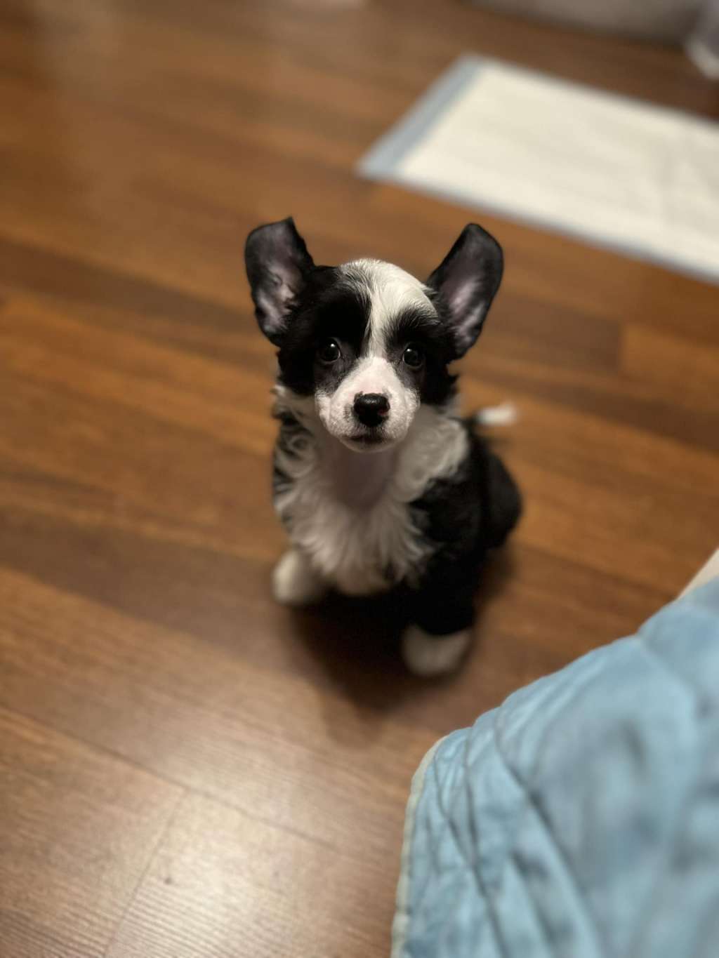 Imitujacy Milosc Akizabo