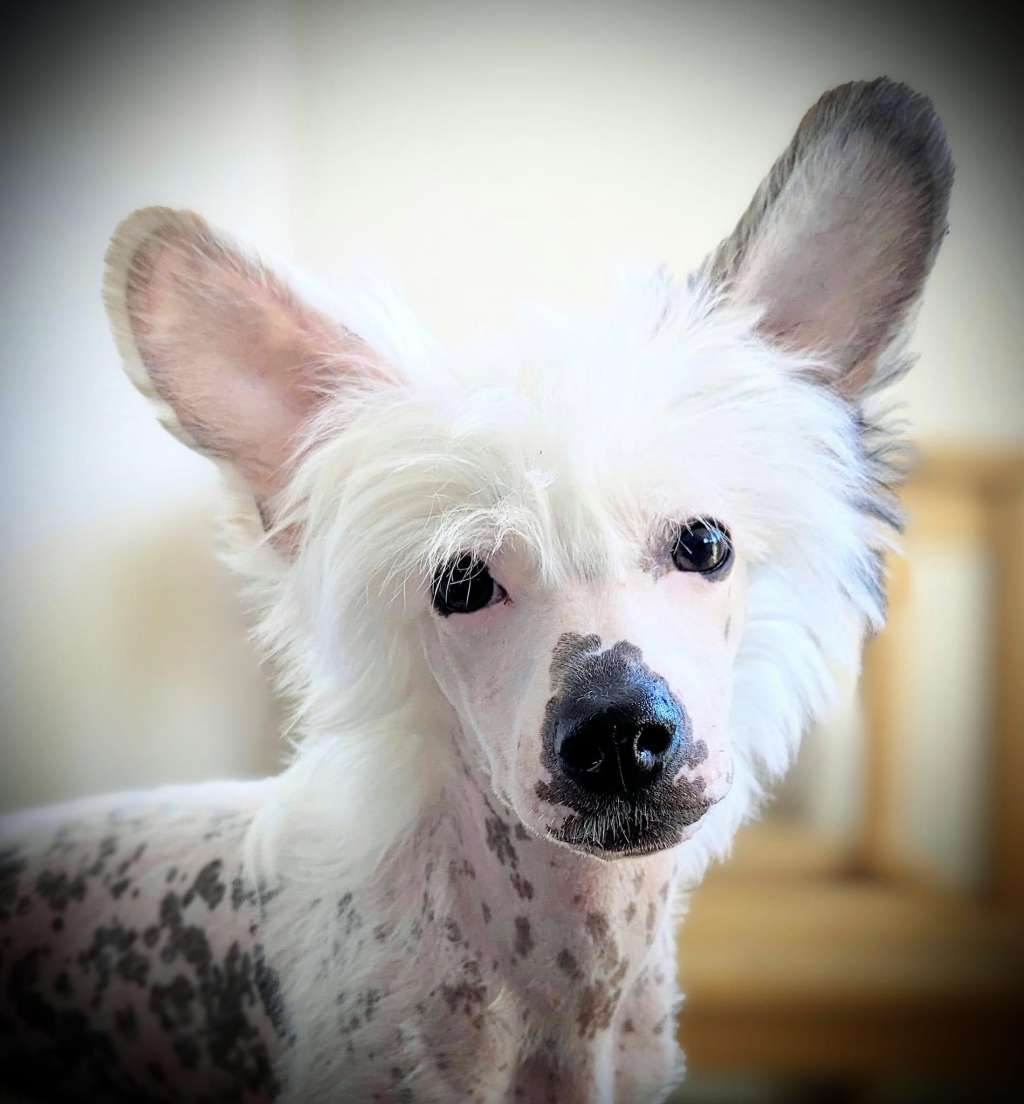 Miroxis Where the Action is