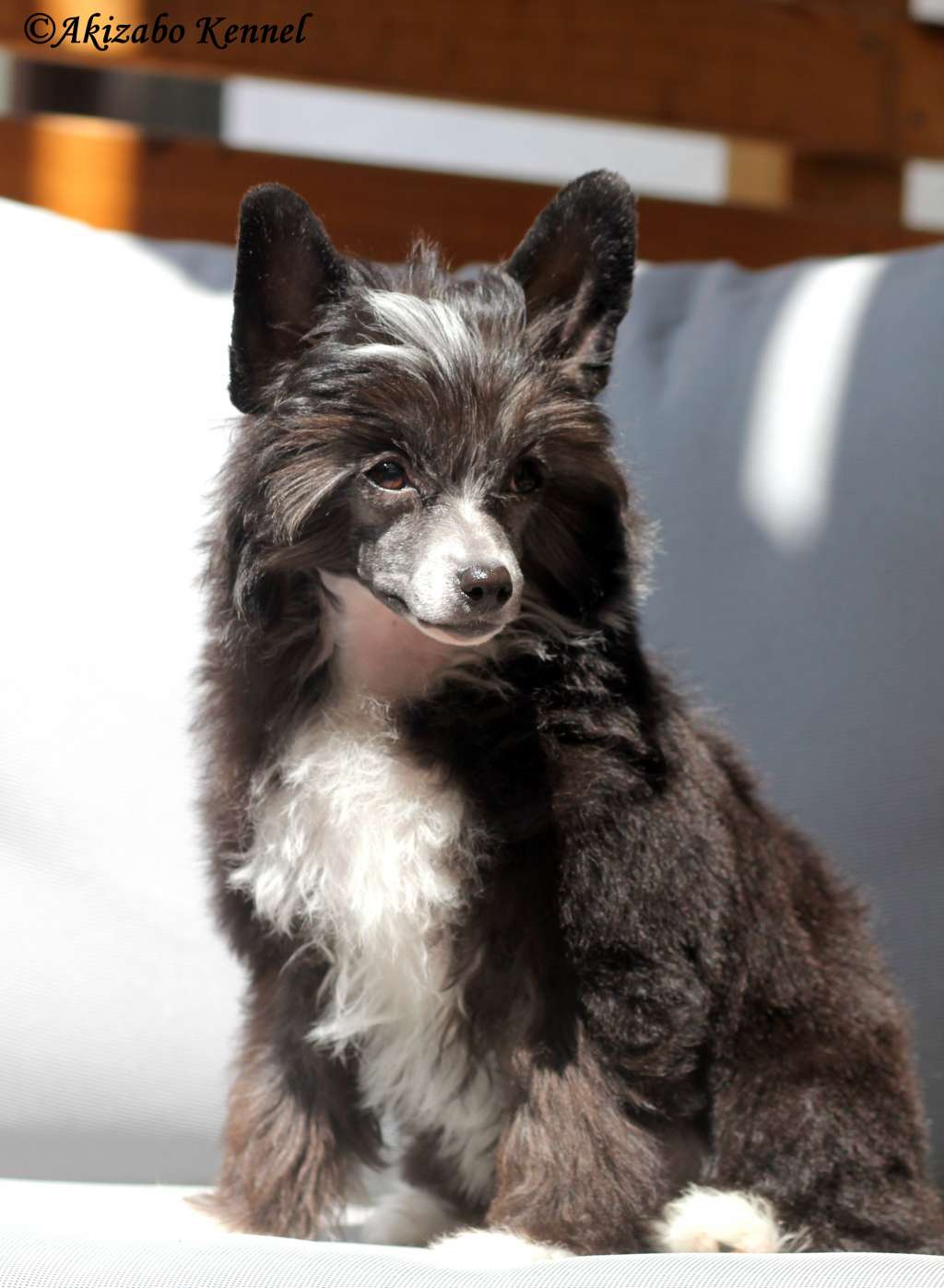 Izumi Insolite Familier