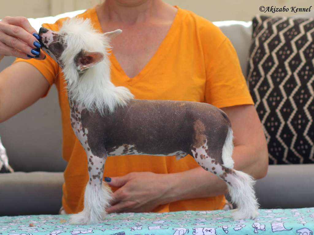 Itachi Insolite Familier