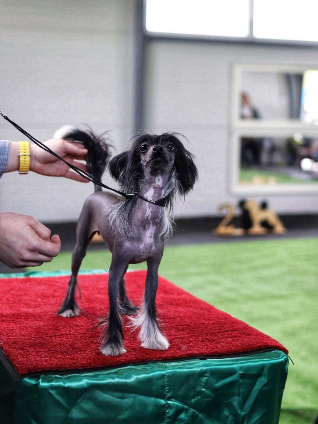 Una-Merida Diamond of the Night