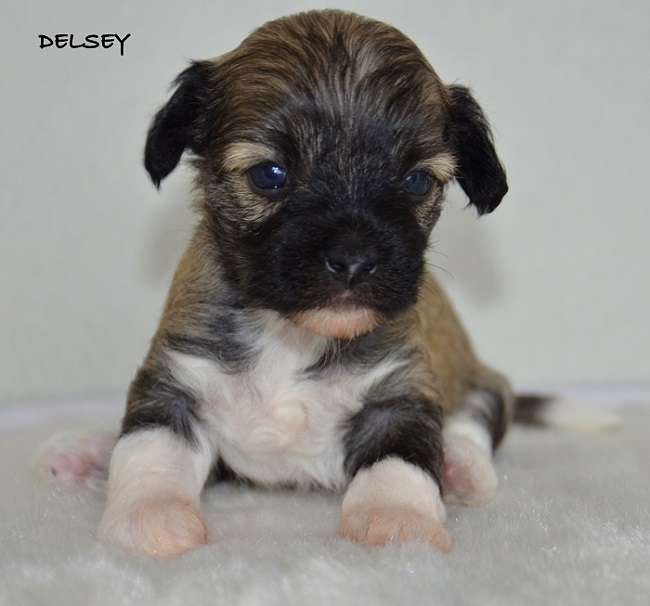 Delsey