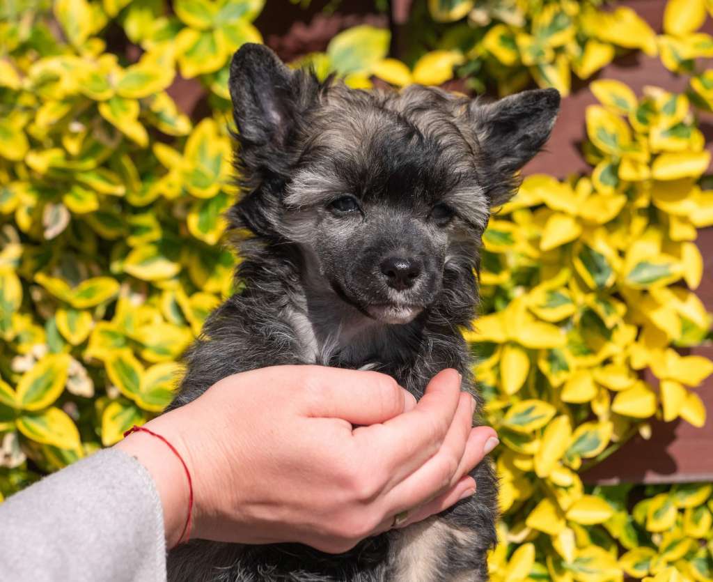 Merlot Modern Family