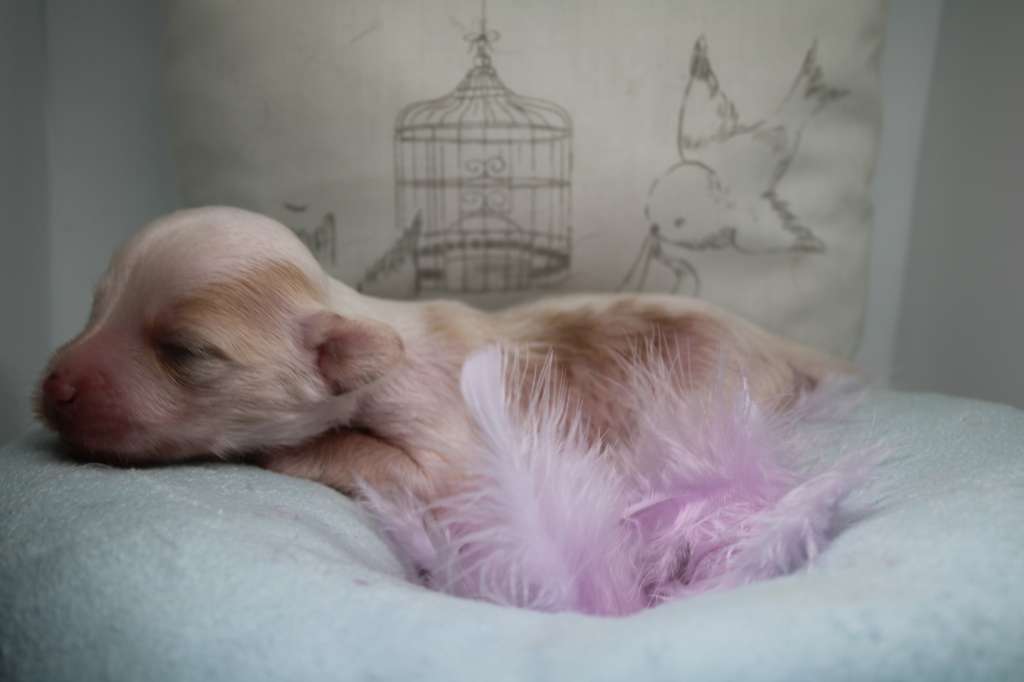 Vaudou des Trésors des Petites Collines