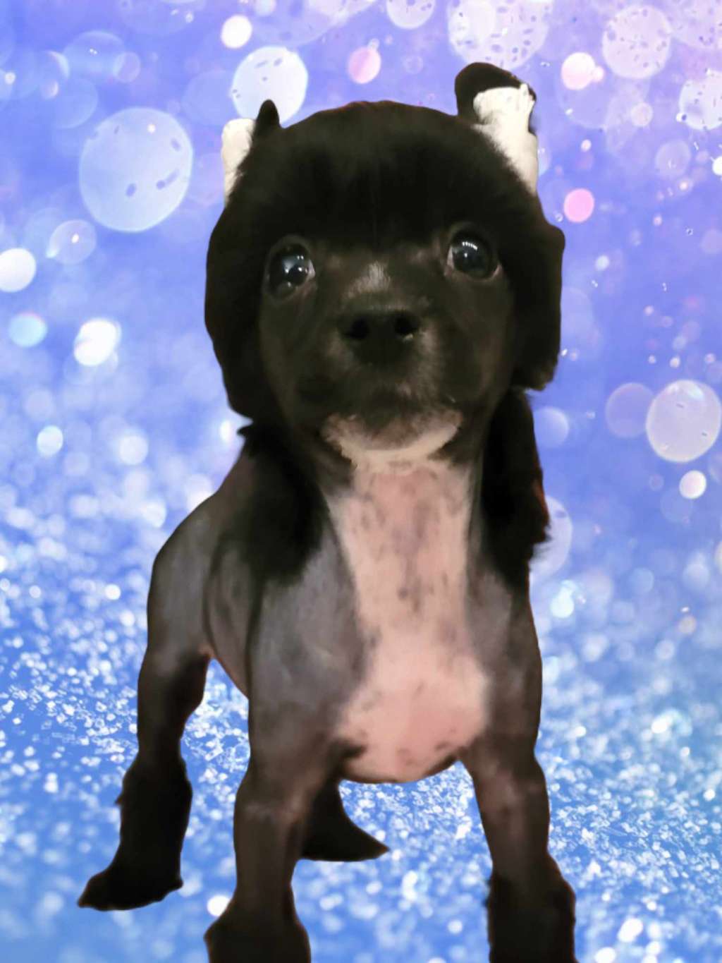 Violet Sweet love of Mine