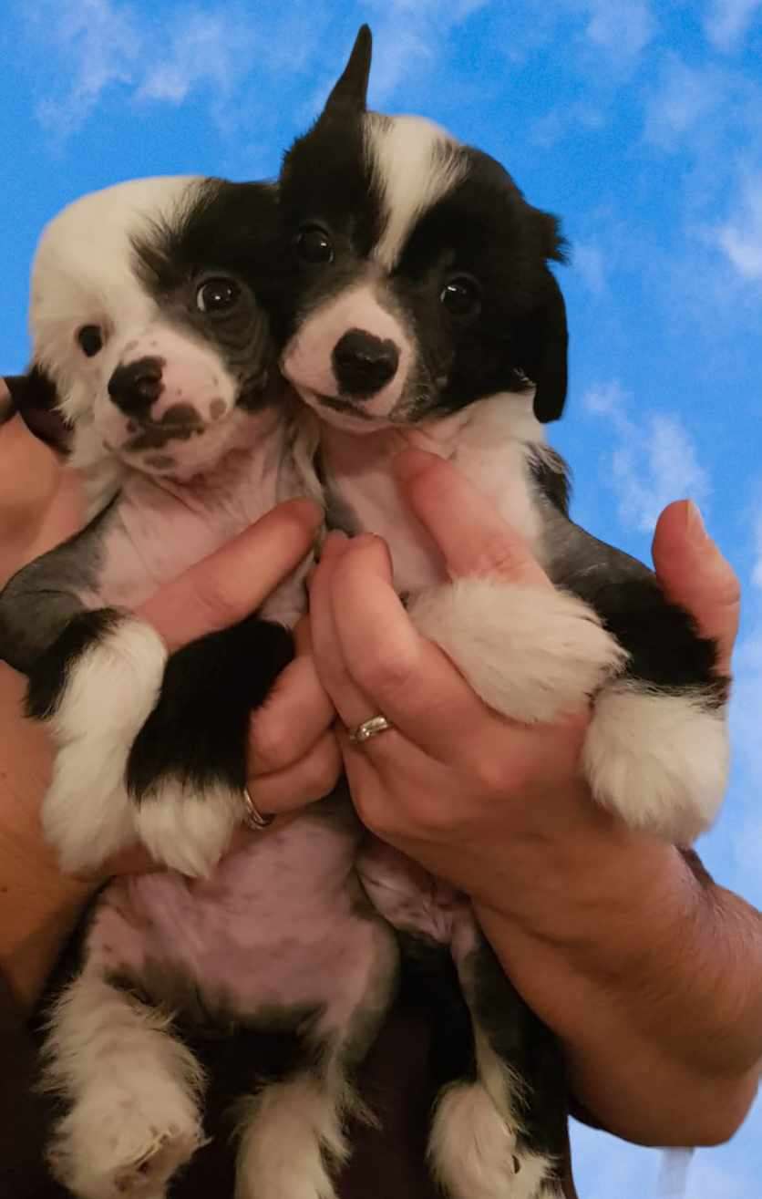 Vivo Sweet love of Mine