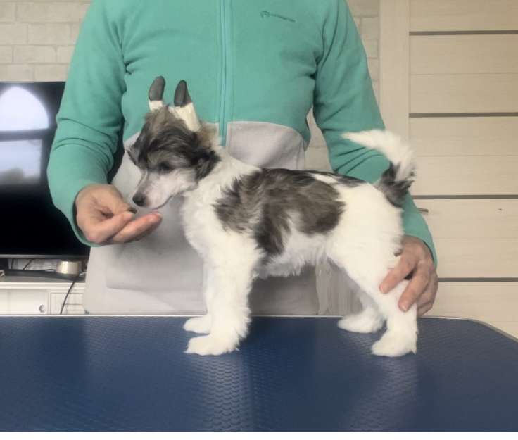 Konnor iz Sozvezdiya Khana