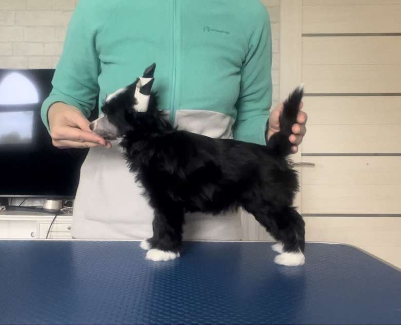 Kami iz Sozvezdiya Khana