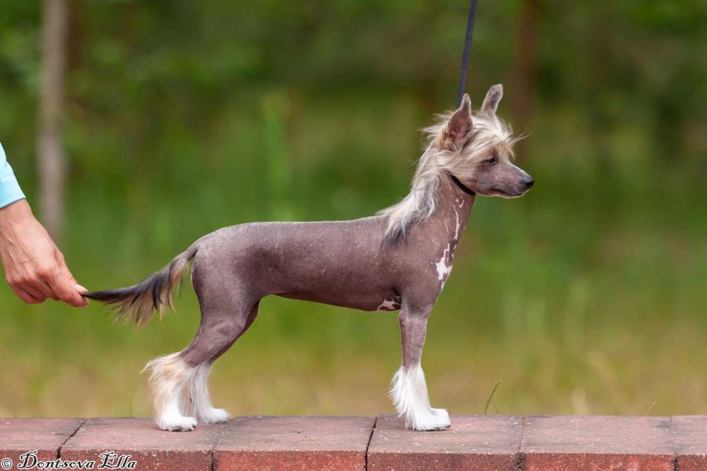 Julius Neva Saule dlya Sozvezdiya Khana