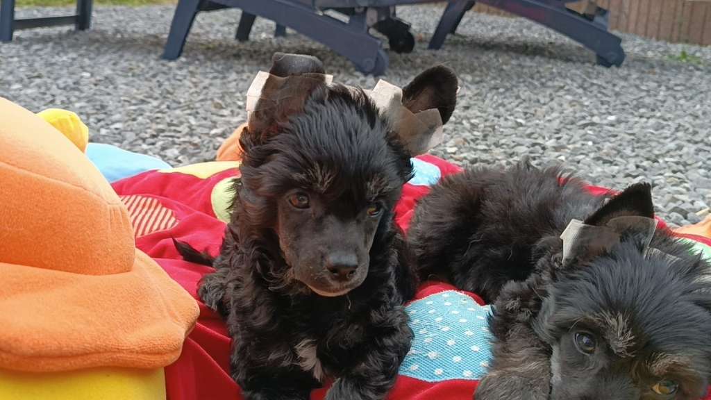 Il était une fois X Black Panther