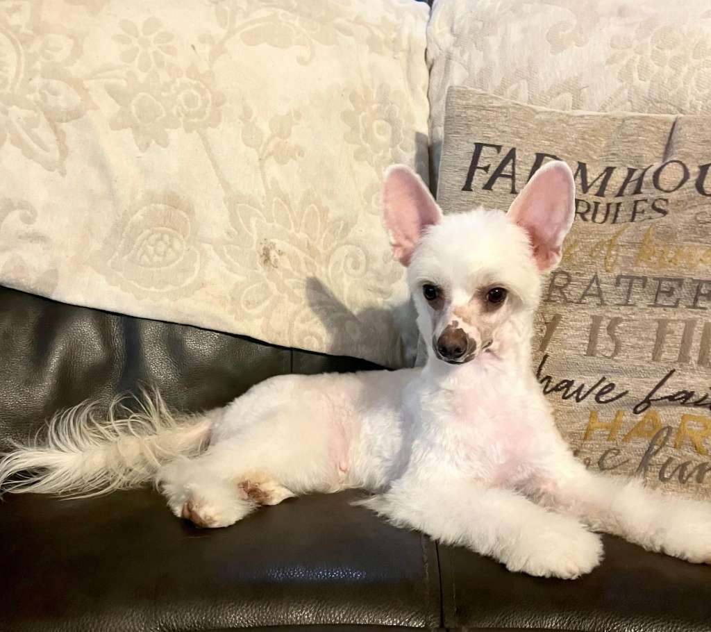 Blanch-Os Down the Rabbit Hole