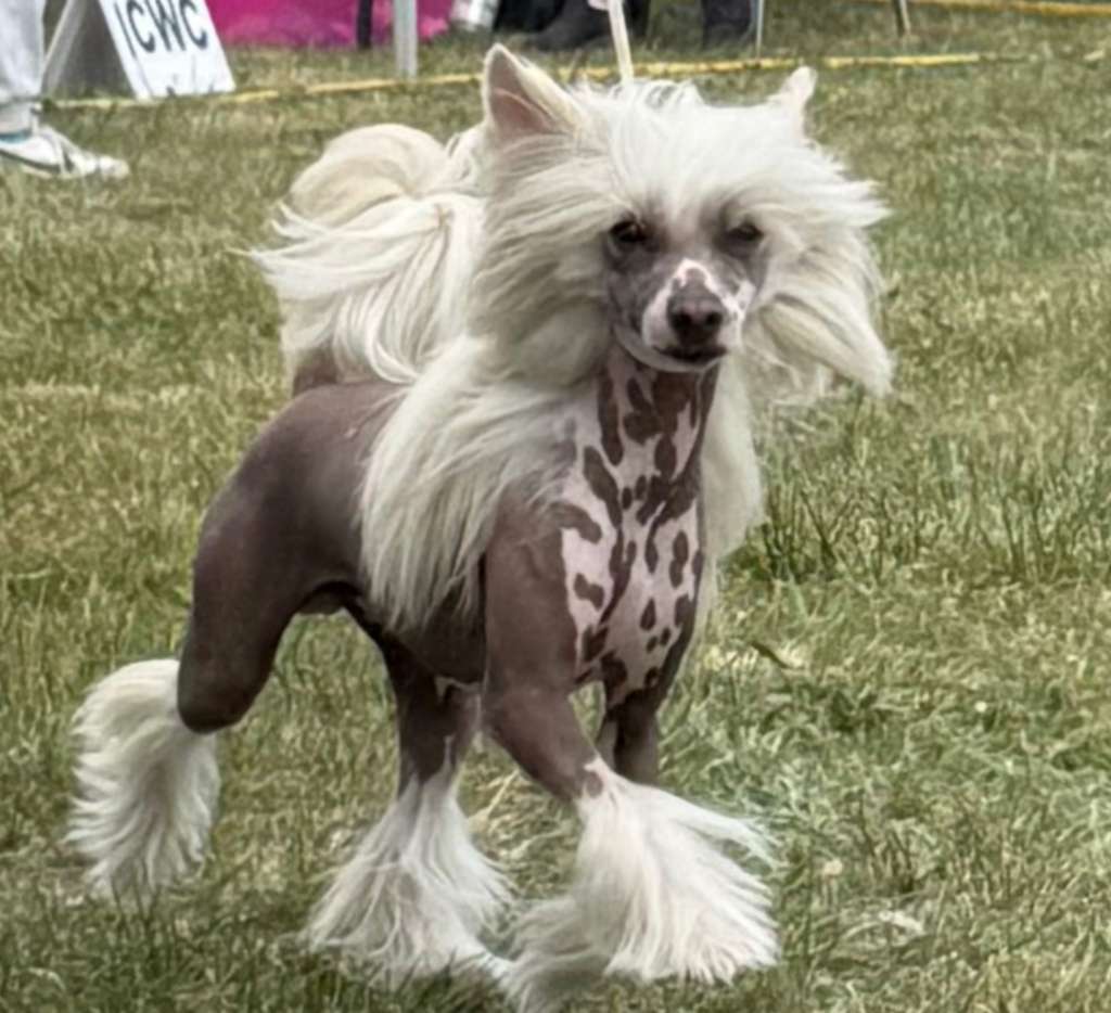 Tristan Grzywkomania