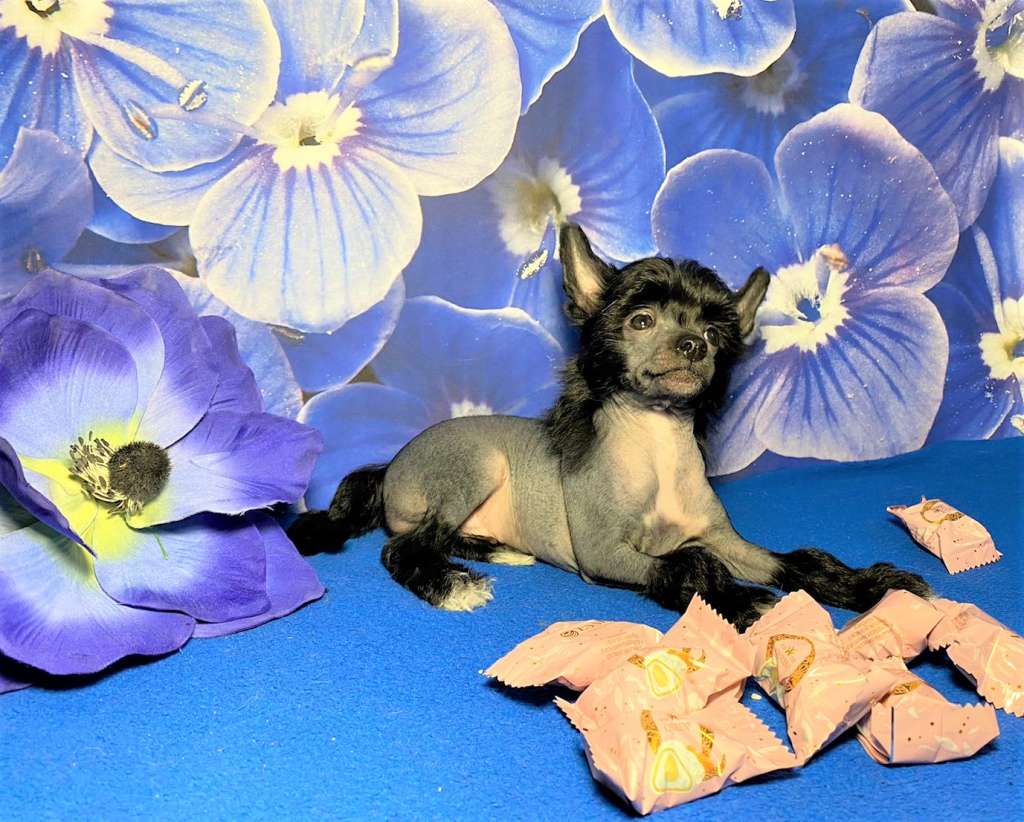 Charuyuschiy Soblazn Fabian Silver Night