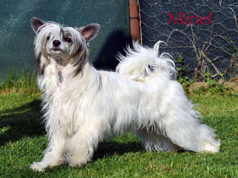 MagicDream's Miriel from *BlackFairies*