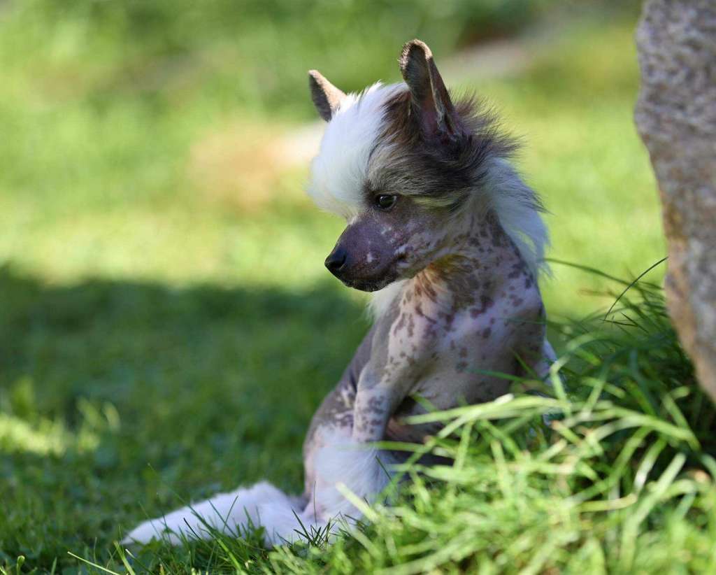 Ollivander  Avokaduh