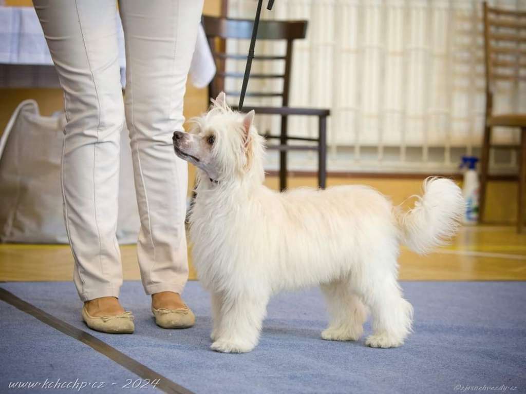 Pilgrim of Eternity Avokaduh