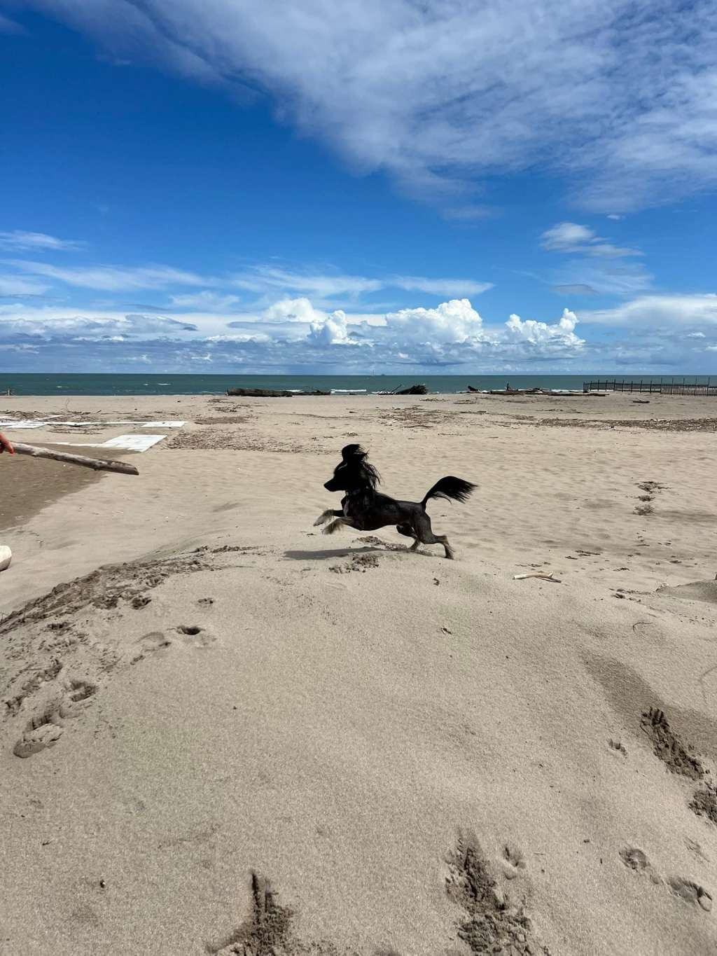 Quentin Larry Lance  Avokaduh