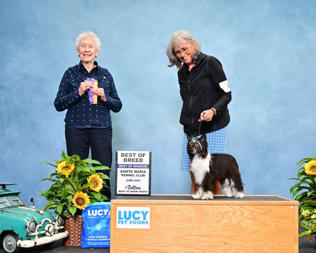 Crowned Catch Me If You Can