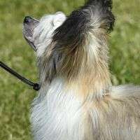 Shanshal Man of Steel JW