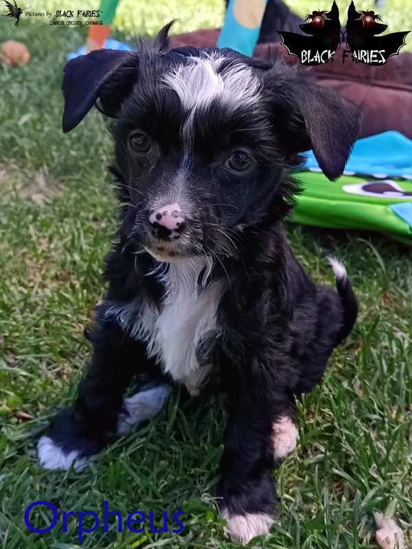 Oh my lovely Gaias last Heartbreaker Orpheus from 