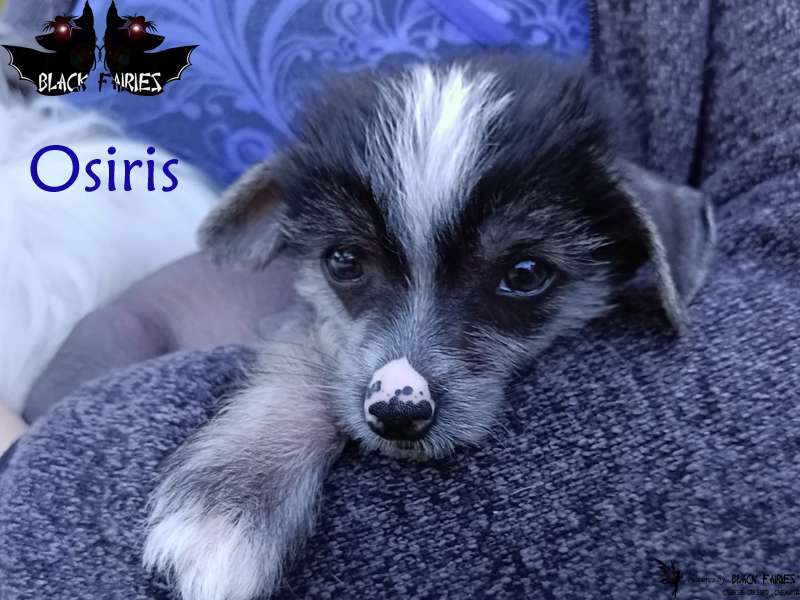 Oh my lovely Gaias last Heartbreaker Osiris from *