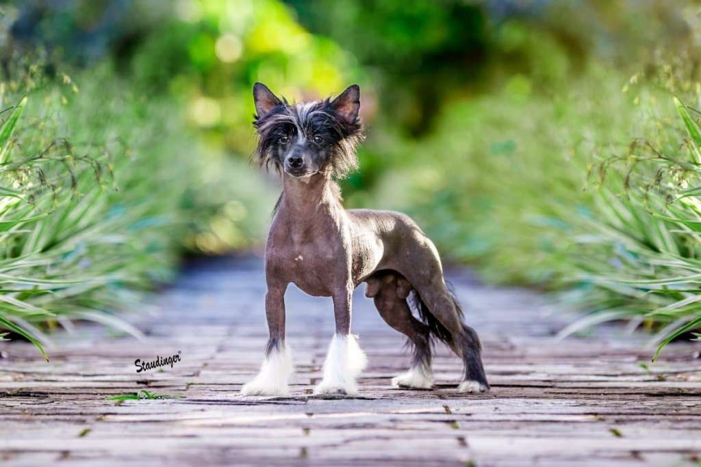 Pequin Mirrage Lapinus Orpheu