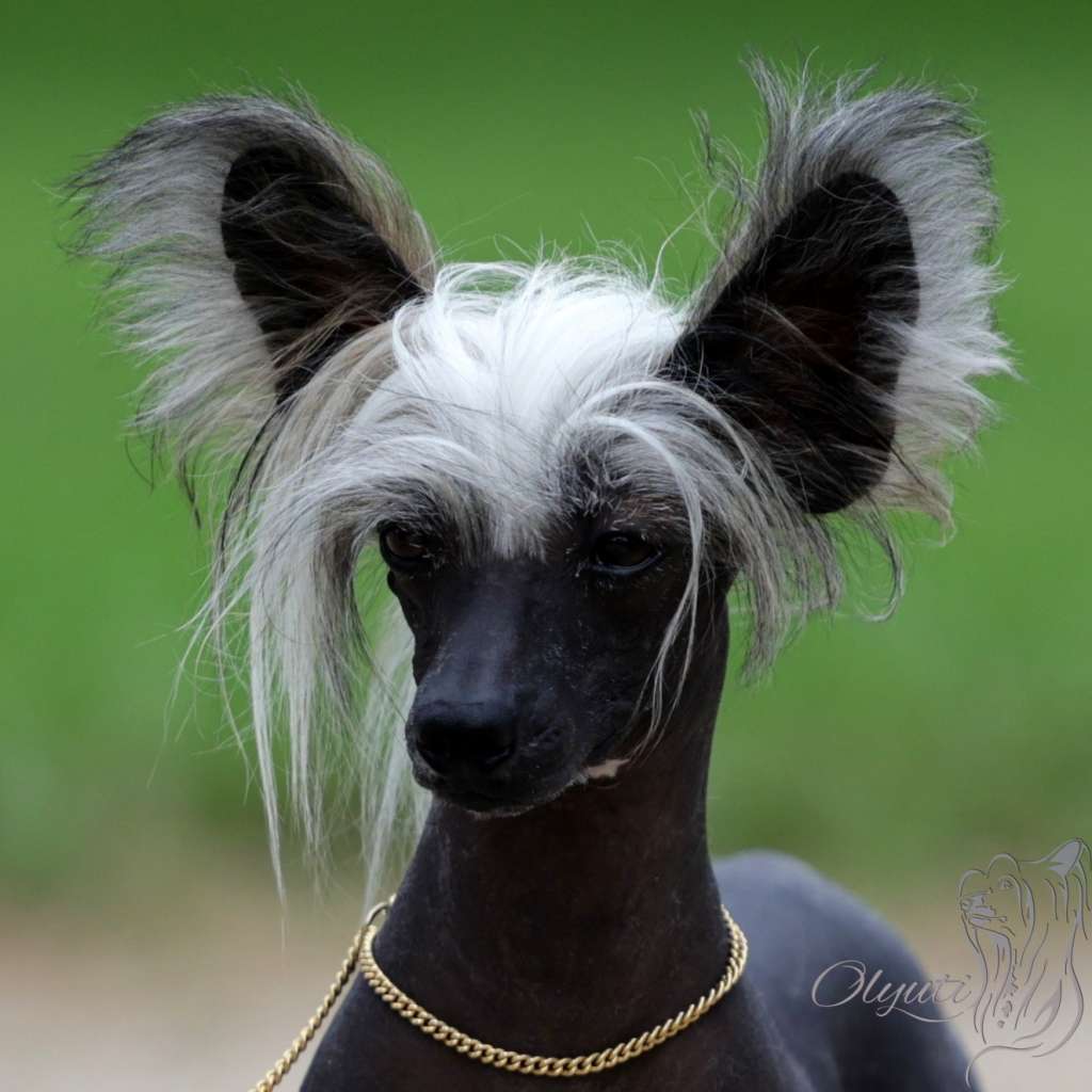 Argos' Legacy Harvey