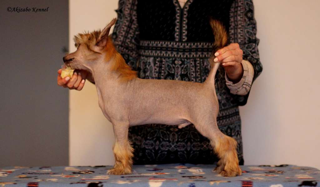 Aloha Pele Gold Partner