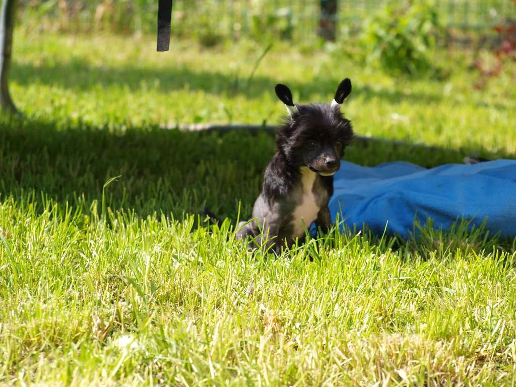 Anna Sky Kennel Uslada