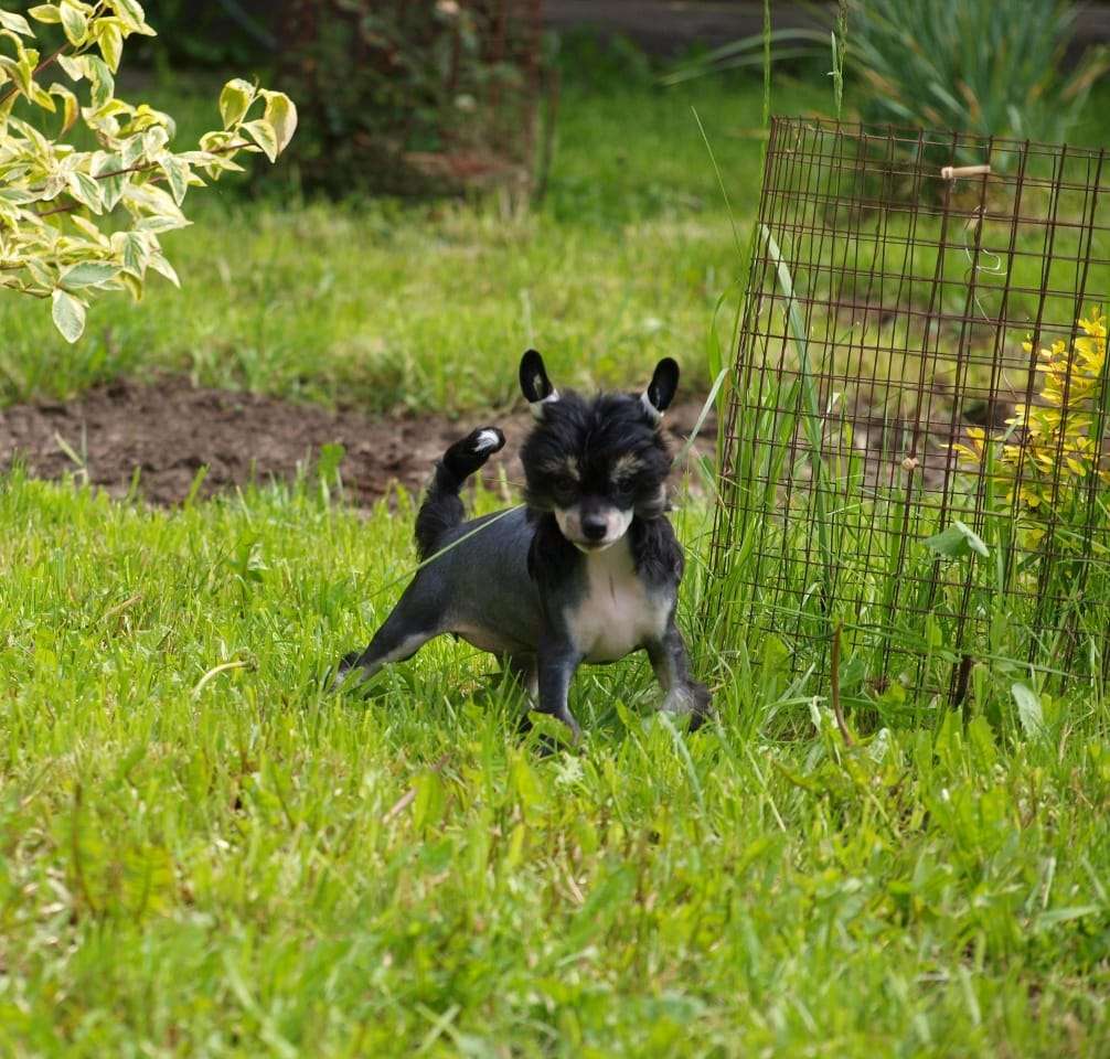 Anna Sky Kennel Ulissa