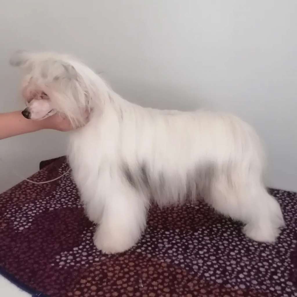 Stormblåstens Glasgow Smile